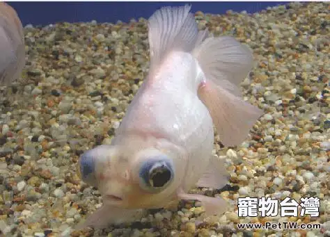 照明時間對水族箱的影響分析