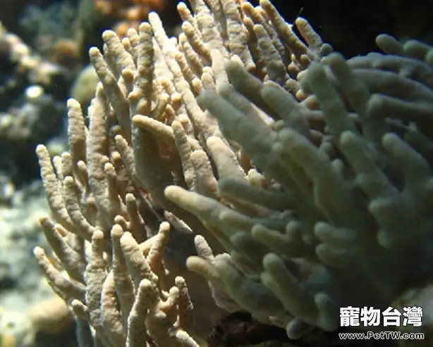 手指珊瑚的品種簡介