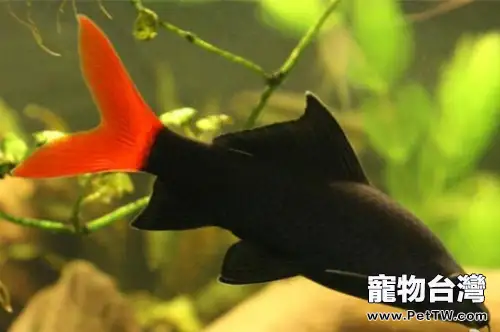 水族箱金鹵燈的工作原理(1圖)-寵物台灣