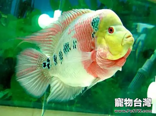 飼養羅漢魚的常用術語