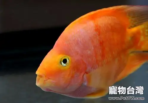 鸚鵡魚（血鸚鵡魚 財神魚）水霉病的症狀及治療