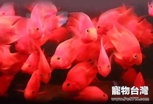 血鸚鵡翻鰓原因及治療(1圖)-寵物台灣