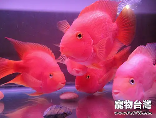 鸚鵡魚（血鸚鵡魚 財神魚）車輪蟲病的症狀及治療