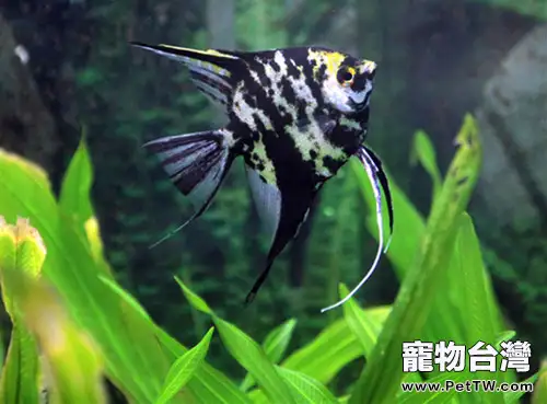 埃及神仙魚入缸前的準備(1圖)-寵物台灣