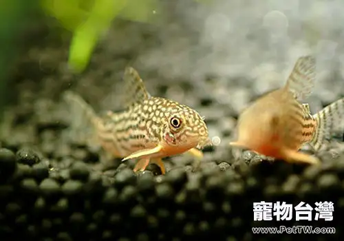 老鼠魚簡介