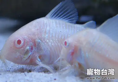 老鼠魚飼養過程中的注意事項