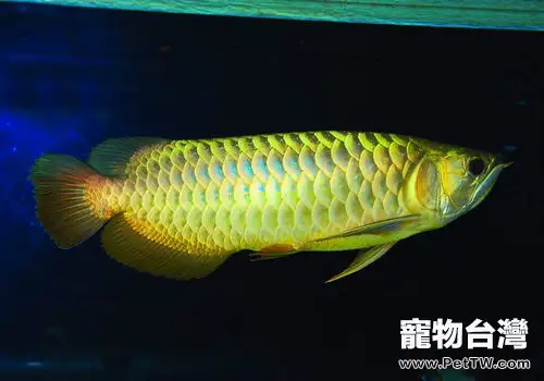 關於龍魚翻鰓的分析