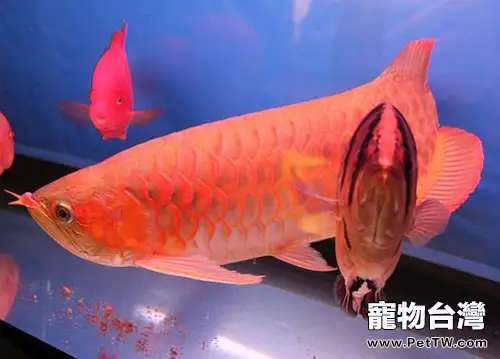 物理過濾和生化過濾的區別和關係(1圖)-寵物台灣