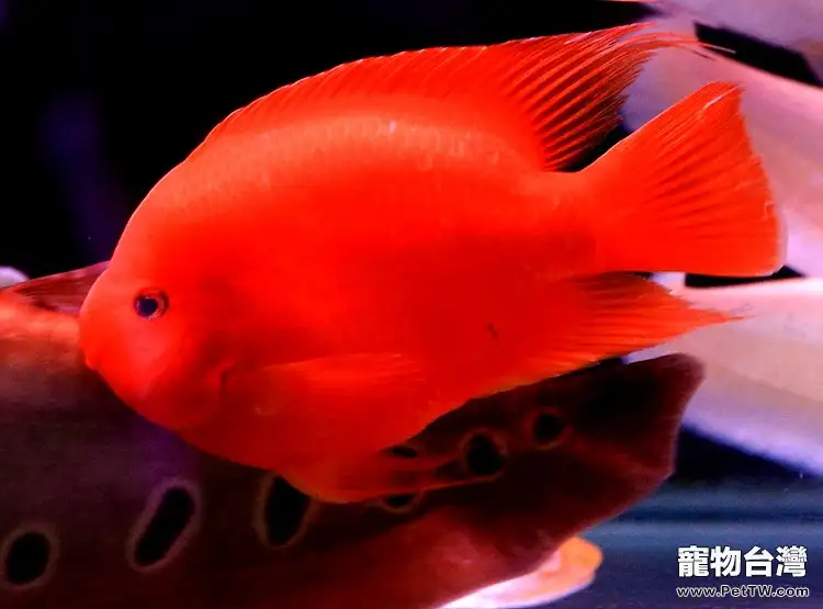 如何合理應用水族箱濾材(1圖)-寵物台灣