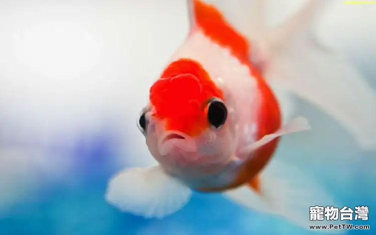 兩個要點教你如何選購金魚(1圖)-寵物台灣