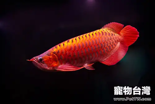 龍魚鱗片髮色的飼養要點