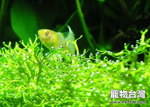 水草冒泡的原因分析(1圖)-寵物台灣