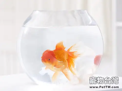 夏季應注意金魚浮頭和燙尾病