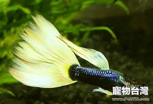 幼年孔雀魚的雌雄分辨