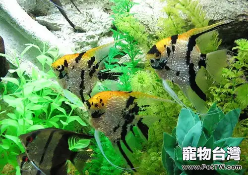 活魚運輸的方法詳解(1圖)-寵物台灣