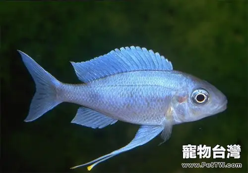 關於藍帝提燈的介紹(1圖)-寵物台灣