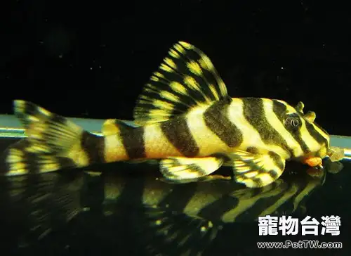 黃金斑馬的飼養要點(1圖)-寵物台灣