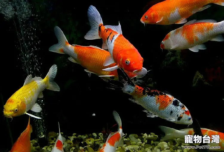 魚池飼養錦鯉的注意事項(1圖)-寵物台灣