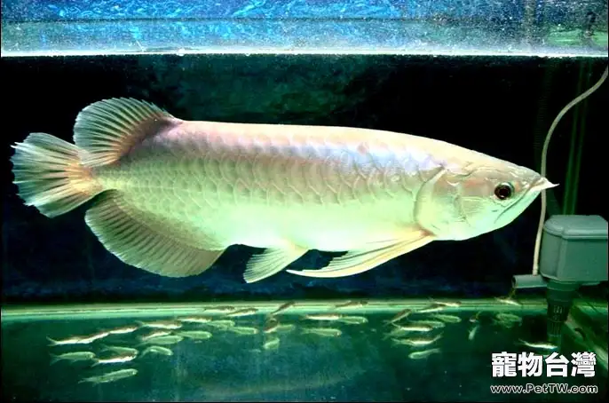 雙鬚骨舌魚(銀龍魚)混養品種推薦(1圖)-寵物台灣
