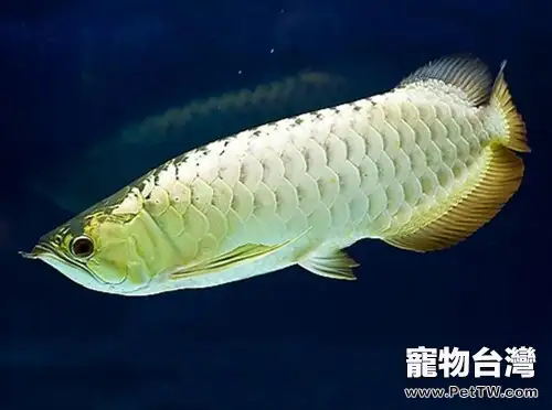 雙鬚骨舌魚(銀龍魚)和小型魚混養的注意事項(1圖)-寵物台灣