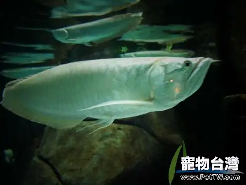 九大雙鬚骨舌魚（銀龍魚）常見疾病的防治