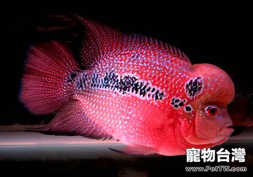 羅漢魚餌料常識(1圖)-寵物台灣