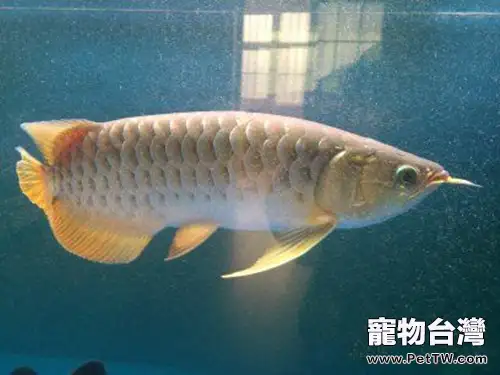 四大龍魚拒食原因分析