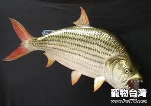 虎魚常見疾病及防治(1圖)-寵物台灣
