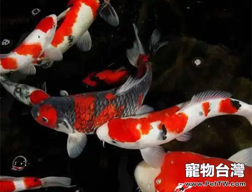 給錦鯉換水的注意事項(1圖)-寵物台灣