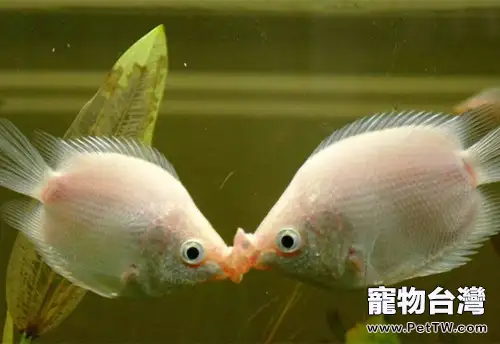 接吻魚的繁殖特點