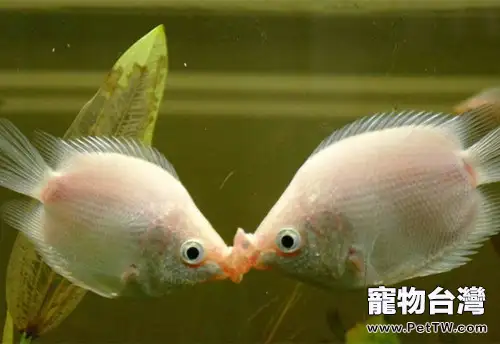 接吻魚的繁殖特點(1圖)-寵物台灣