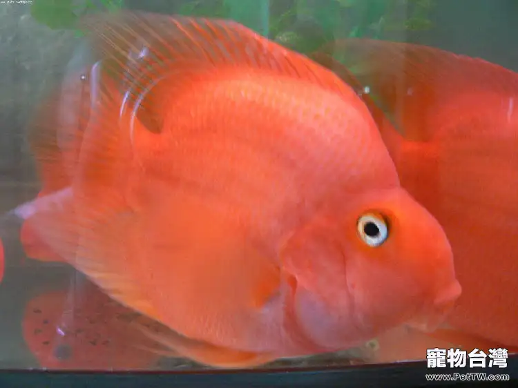 鸚鵡魚(血鸚鵡魚 財神魚)黑斑病的原因分析(1圖)-寵物台灣