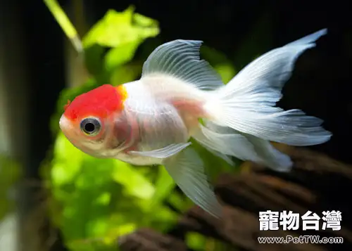 春季金魚該如何換水(1圖)-寵物台灣