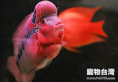 羅漢魚飼養的四要素