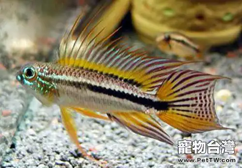 短鯛配對的四種方法(1圖)-寵物台灣