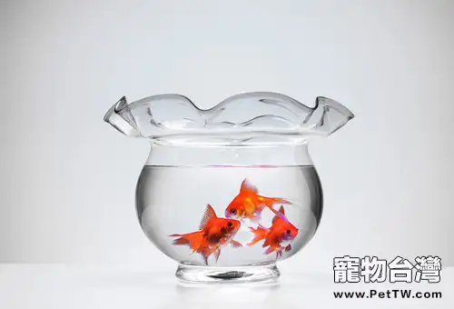 金魚飼養時的水位要求