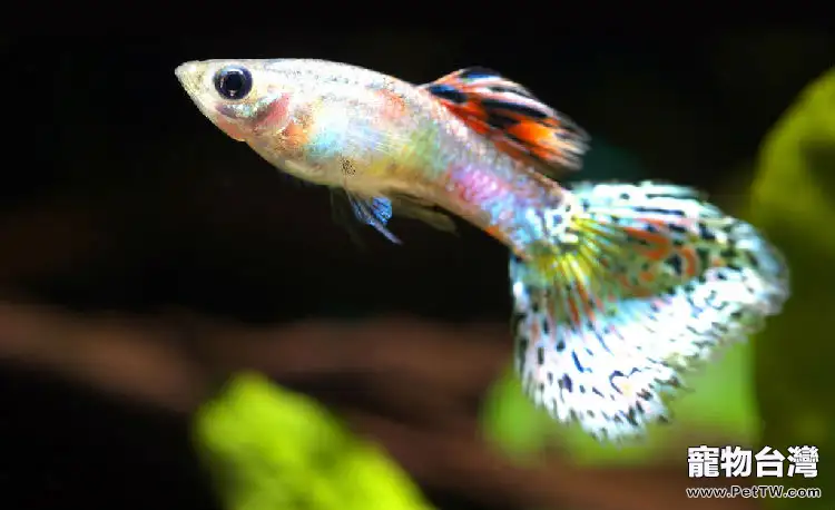 孔雀魚養殖溫度要求(1圖)-寵物台灣
