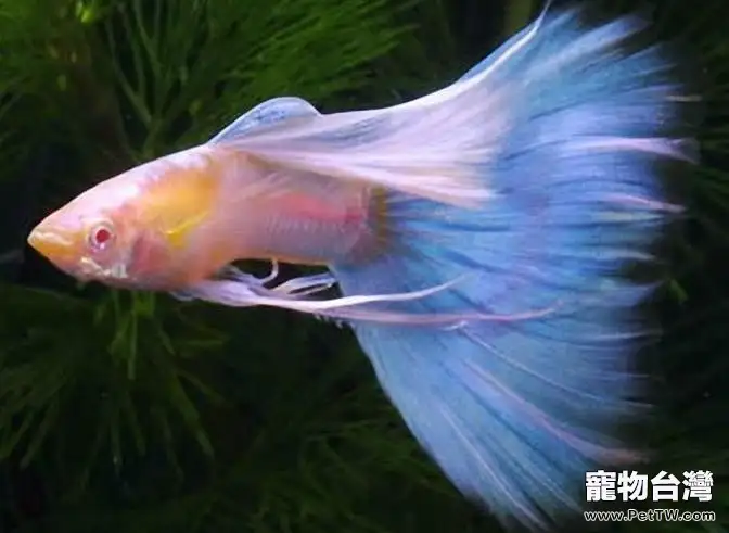 孔雀魚養殖中該如何設缸(1圖)-寵物台灣