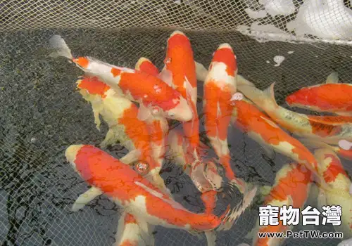 錦鯉掉鱗的原因分析(1圖)-寵物台灣