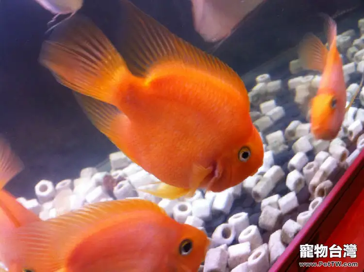 鸚鵡魚(血鸚鵡魚 財神魚)掉鱗的原因分析(1圖)-寵物台灣