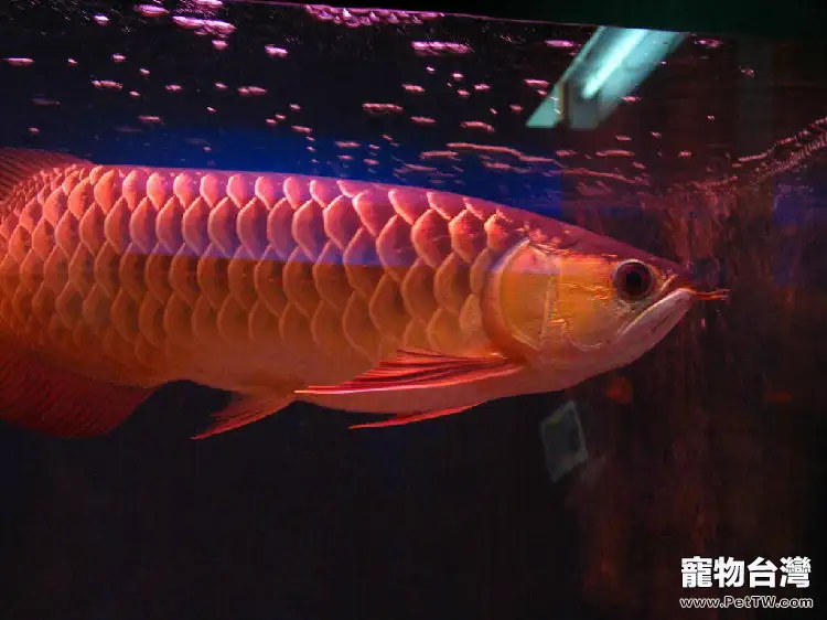 龍魚飼養時用大蒜的好處