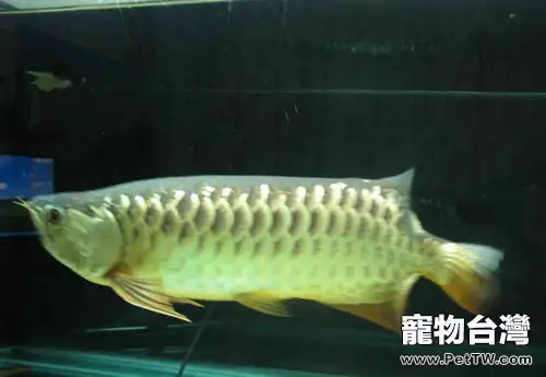 如何快速區分金龍魚的品質(1圖)-寵物台灣