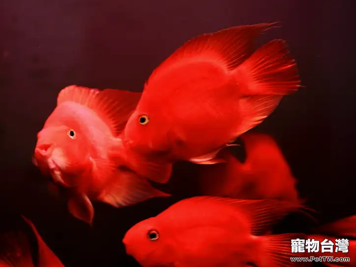鸚鵡魚（血鸚鵡魚 財神魚）養殖的五大要點