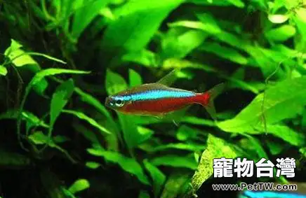 養寶蓮燈魚(阿氏霓虹脂鯉 紅蓮燈魚)的注意事項(1圖)-寵物台灣