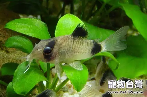 熊貓鼠魚的繁殖特徵