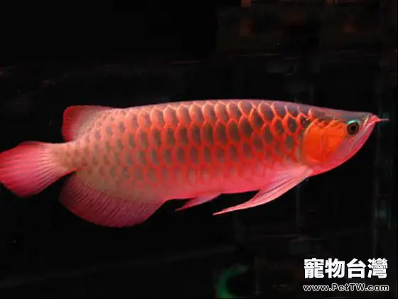 常見的風水魚品種大盤點