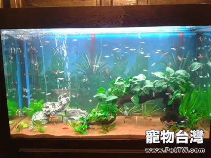 水族箱底砂該如何選擇