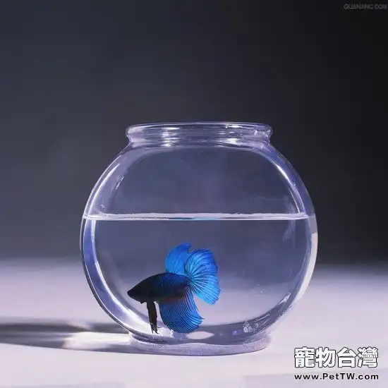 如何選擇粘魚缸的玻璃膠
