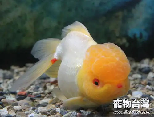 金魚生病死亡的原因分析