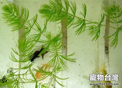 水族造景之金水藻